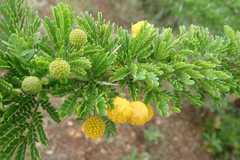 Mixed Acacia (Vachellia permixta)