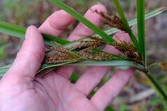 Tall Flatsedge (Cyperus exaltatus)