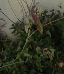 Moth plant (Araujia sericifera)