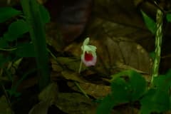 Boesenbergia (Boesenbergia)
