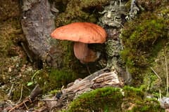 Pine Bolete (Boletus pinophilus)