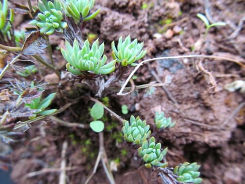 Blue Spruce Stonecrop (Sedum reflexum)