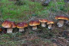 King bolete (Boletus edulis)
