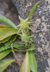 Foetid Dorstenia (Dorstenia foetida)