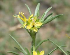 Arrowhead plant (Vahlia)