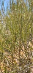 Burkitt's Wattle (Acacia burkittii)