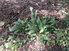 Cast Iron Plant (Aspidistra)
