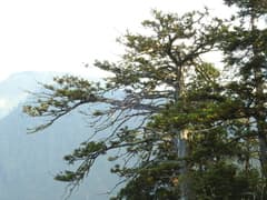 Konish's Fir (Cunninghamia konishii)