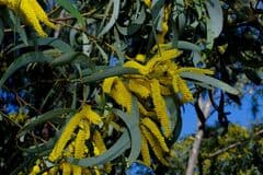 Weeping Mud Wattle (Acacia cheelii)