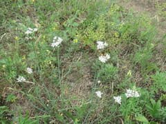 Flowering Onion (Allium ramosum)
