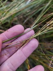 Palm Sedge (Carex gentilis)