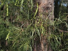 Spreading Wattle (Acacia acrionastes)