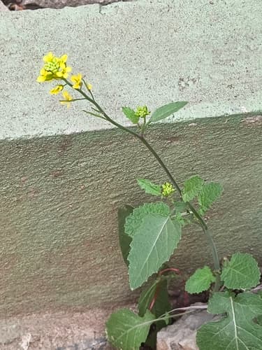 Mustard Greens (Brassica juncea)
