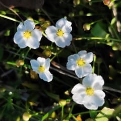 Bolivian water-plantain (Alisma bolivianum)