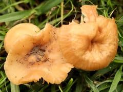Marasmius oreades (Marasmius oreades)