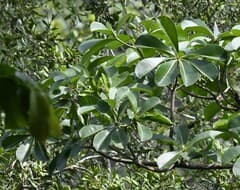 Stinkwood (Alstonia boonei)