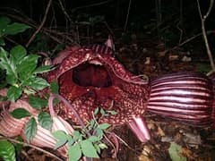 Goldie's Pipevine (Aristolochia goldieana)