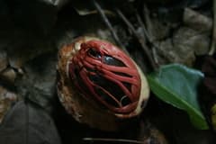 Papuan Nutmeg (Myristica hypargyraea)