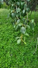 Simon's Poplar (Populus simonii)