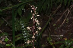 Leafless orchid (Aphyllorchis)