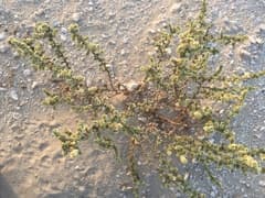 Saltbush (Caroxylon)