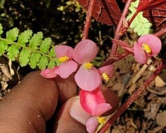 Begonia hydrophila (Begonia hydrophila)