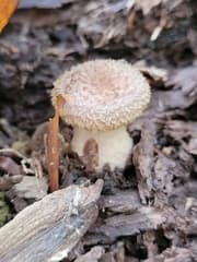 Oak Root Fungus (Armillaria gallica)