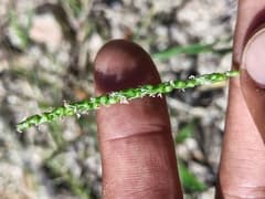Sorghum Grass (Anthephora)