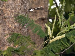Hook-thorn (Acacia campylacantha)
