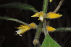 Bushviolet (Besleria)