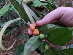 African bubble bush (Carpolobia)
