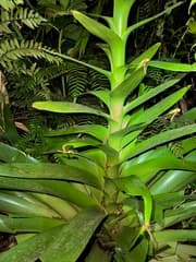 Giant air plant (Glomeropitcairnia)