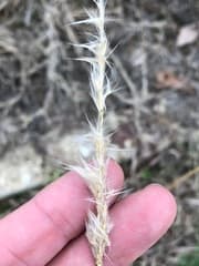 Sweet Canary Grass (Bothriochloa saccharoides)