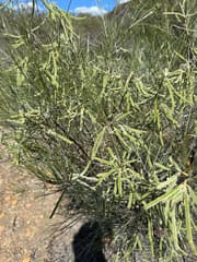Jointed Wattle (Acacia ephedroides)