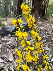 Curved wattle (Acacia incurva)