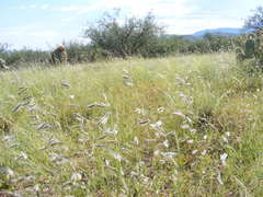 Signal Grass (Brachiaria)