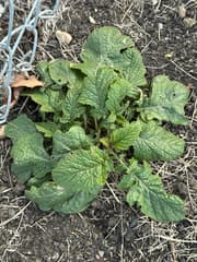 Wild Mustard (Brassica kaber)