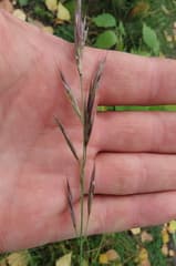 Oriental Fescue (Festuca orientalis)