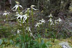 None (Adenochilus)