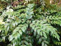 Oiwake Barberry (Berberis oiwakensis)