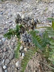 Cicer Milk-vetch (Astragalus cicer)