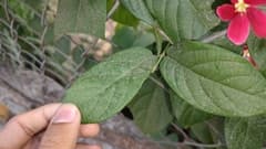 Chinese Honeysuckle (Combretum indicum)
