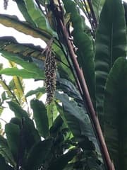 Ginger (Alpinia)
