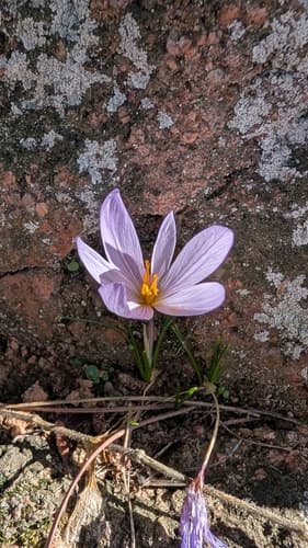 Crocus (Crocus sativus)