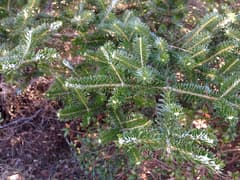 Korean Fir (Abies koreana)
