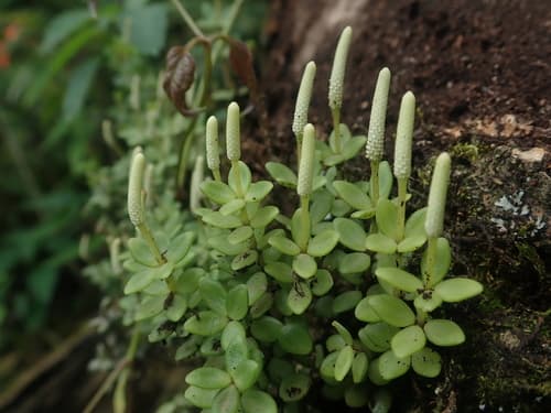 Peperomia Hope (Peperomia tetraphylla)
