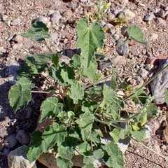 Abutilon (Abutilon parishii)