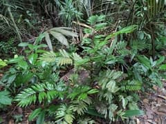 Elegans palm (Bactris elegans)