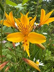 Orange Alstroemeria (Alstroemeria aurantiaca)