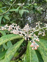 Giant Discocalyx (Discocalyx megacarpa)